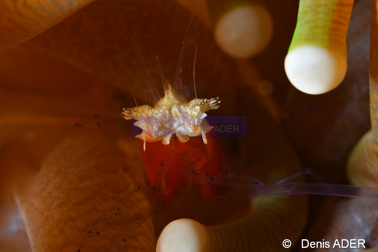 Heliofungia actiniformis Cuapetes kororensis-Tomia Hondue Beach-25m-20180525-Denis-ADER-DSC_0307_tn.jpg